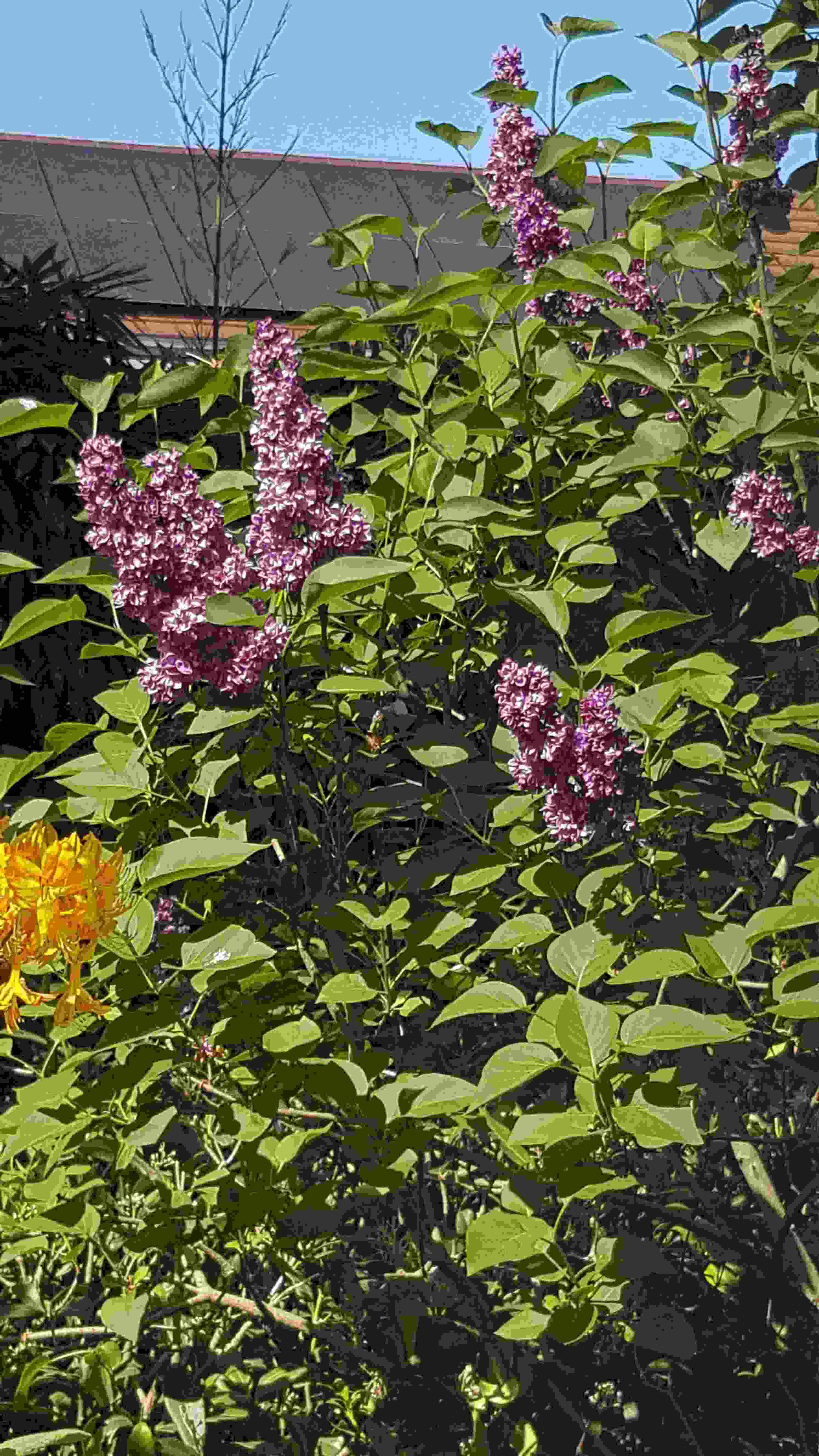 lilas mauve cuisine20200426_152239.jpg